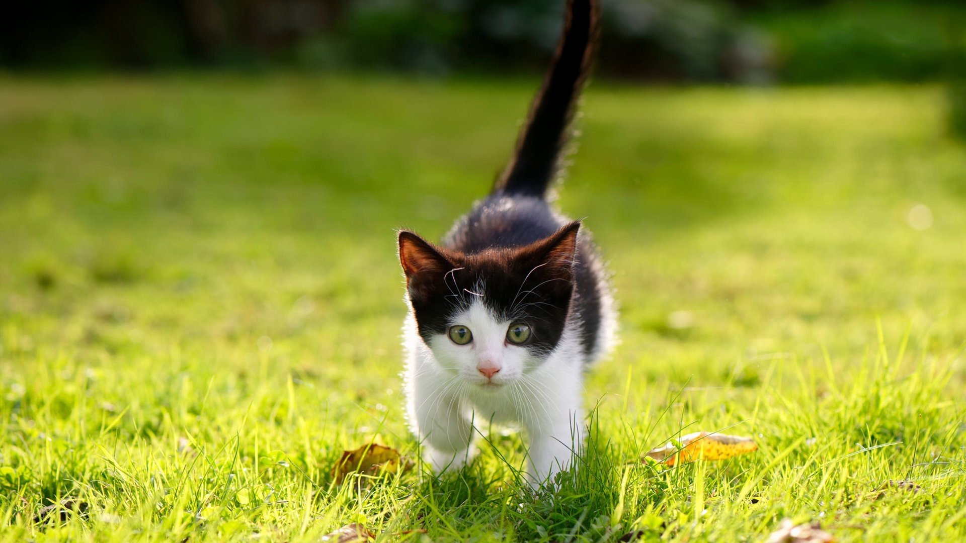 史上最“燃”季后赛夜战,哪一场成为经典?,季后赛饭堂夜