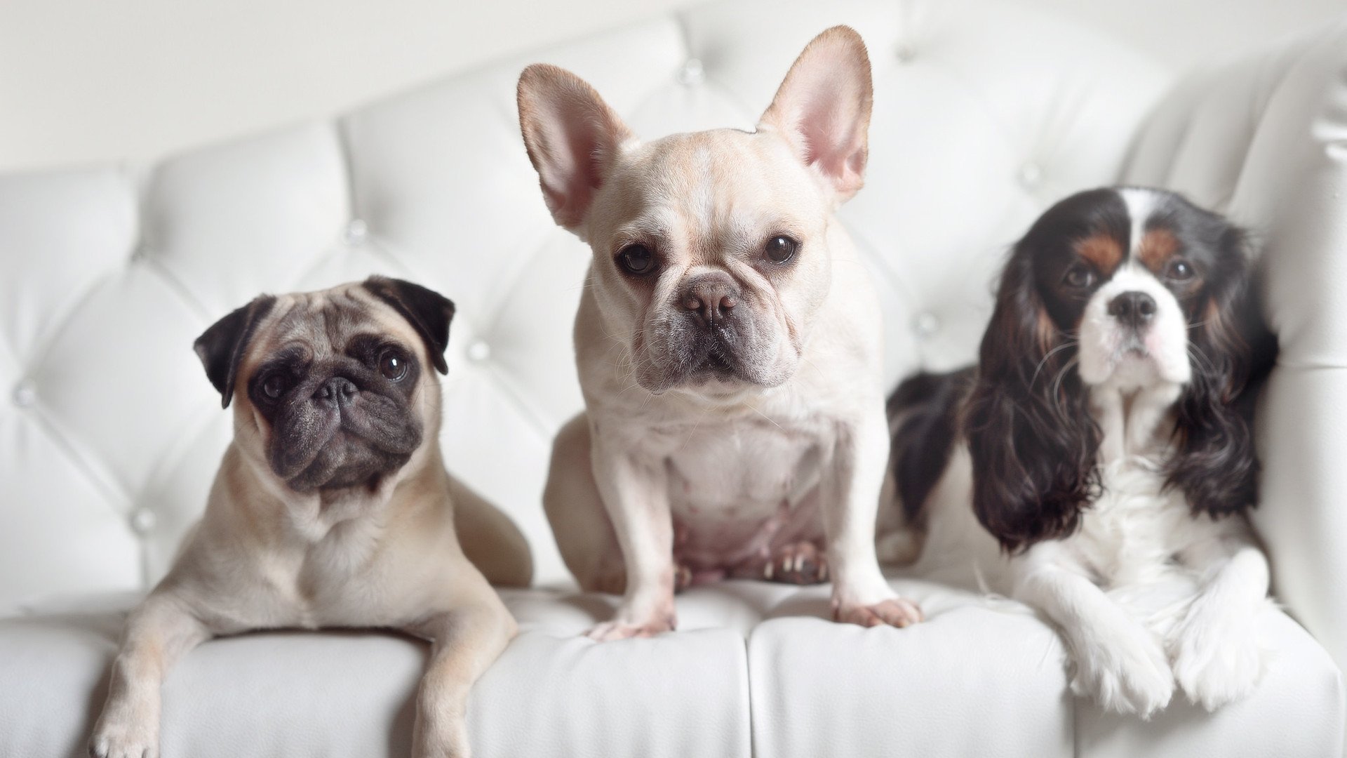 无人驾驶技术在F1的潜在应用，无人驾驶技术在f1的潜在应用领域