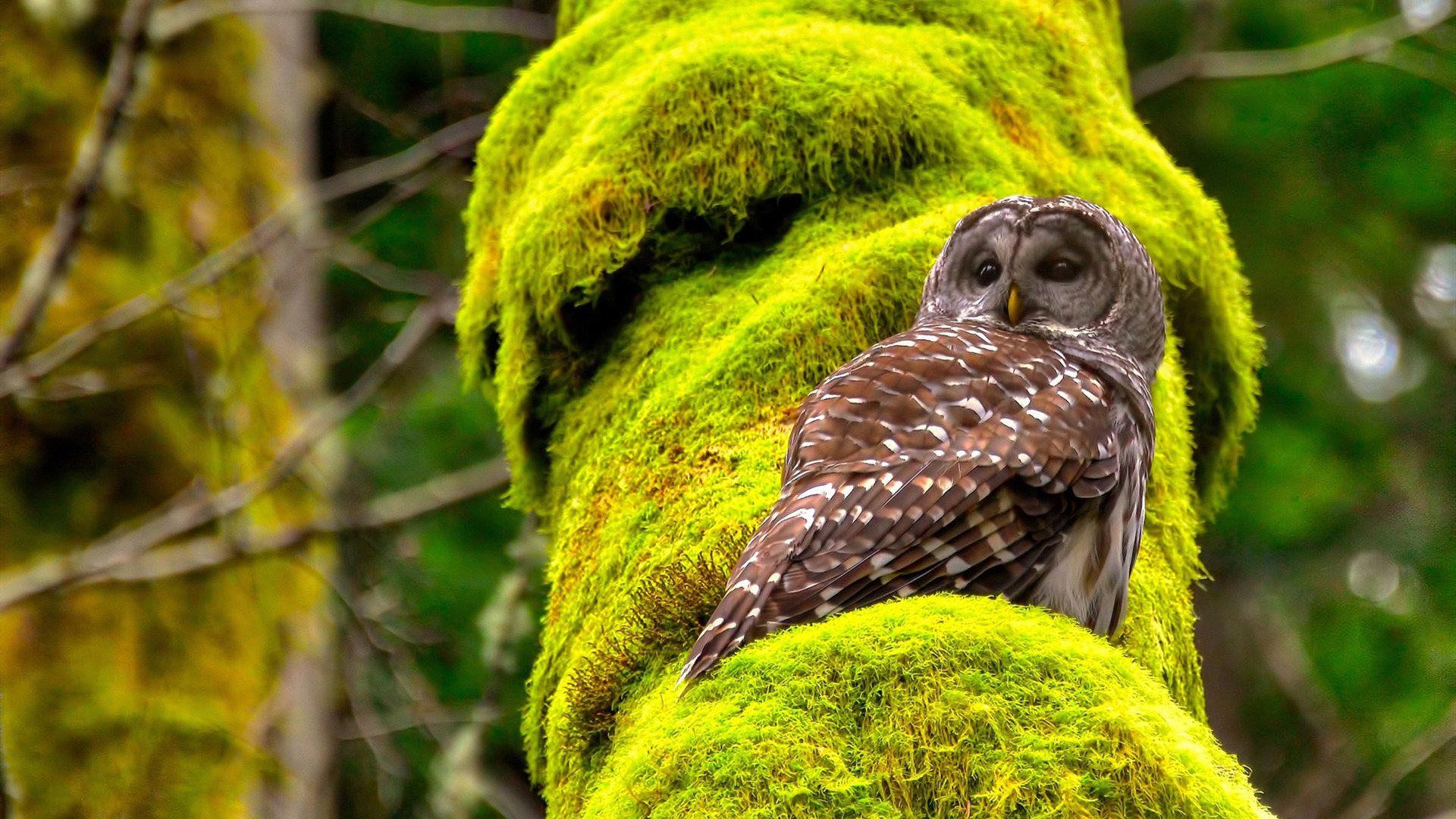 爱游戏平台-体操世界杯李诗佳完成“零误差”动作赢满分，李诗佳自由体操