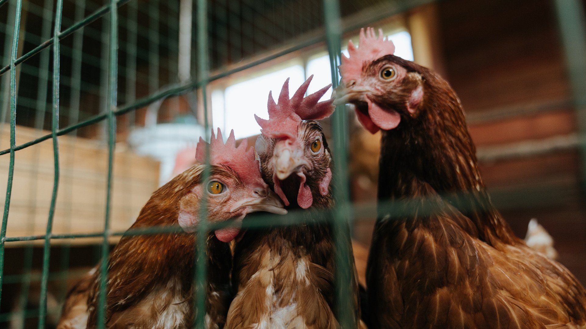 爱游戏大厅官网-墨西哥马术队在2024年巴黎奥运会上获得团体障碍赛银牌，时隔三年再获奖牌。